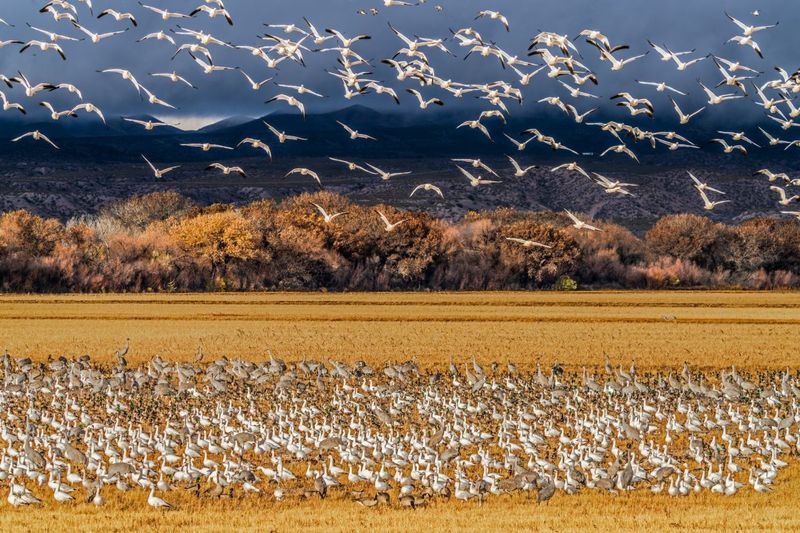 Bosque del Apache National Wildlife Refuge, New Mexico