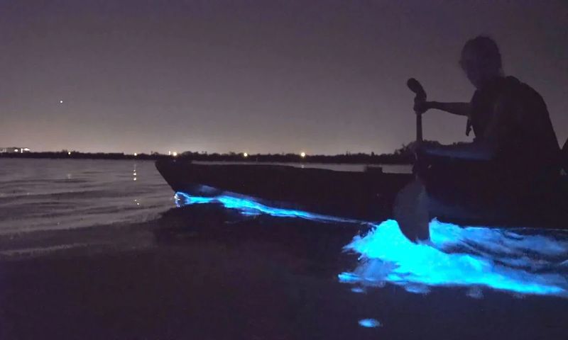 Bioluminescent Bay Kayaking