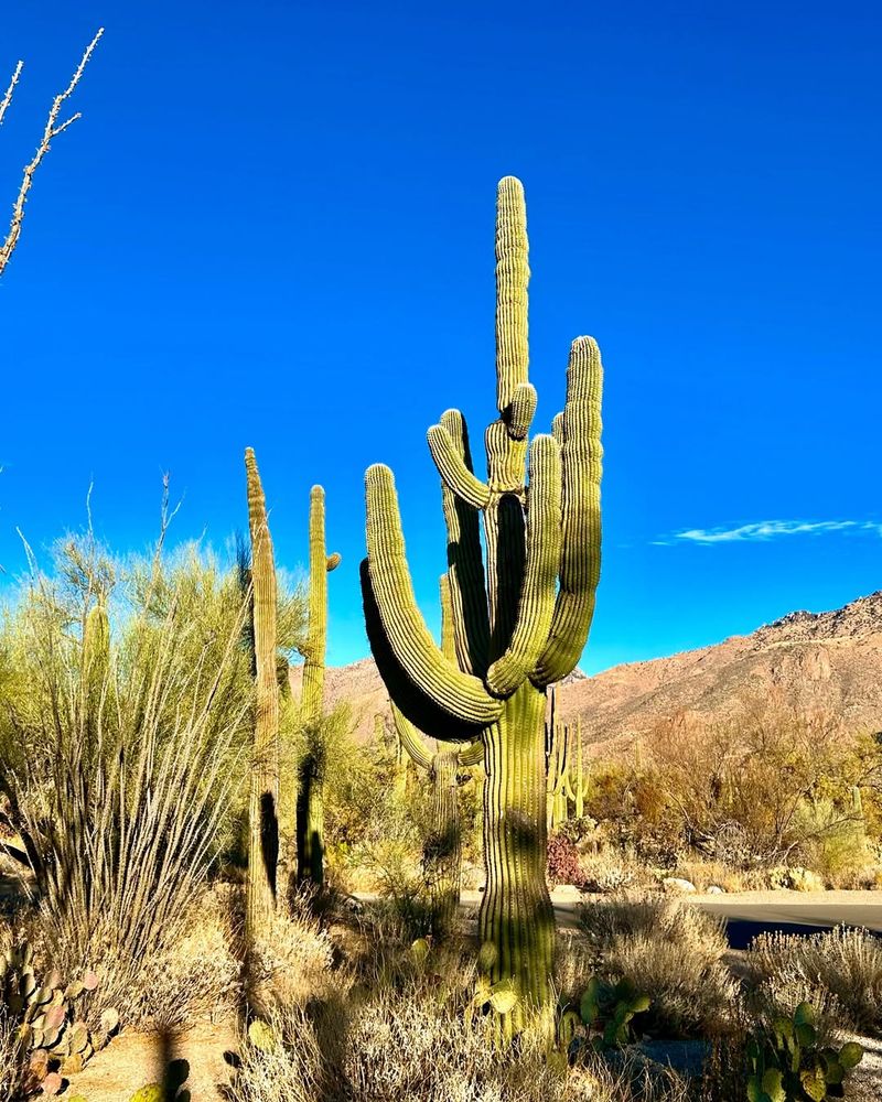 Saguaro National Park, Arizona