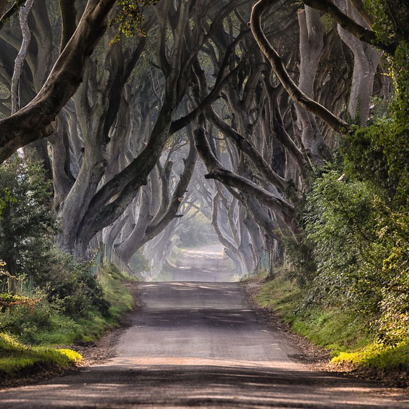 The Dark Hedges, Northern Ireland