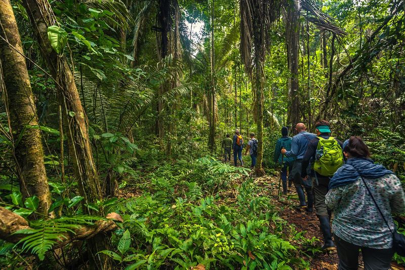 Exploring the Amazon Rainforest