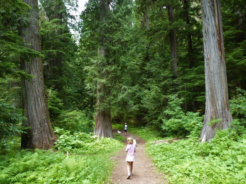 The Ancient Cedar Forest