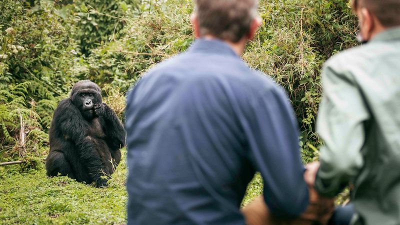 Gorilla Trekking in Rwanda