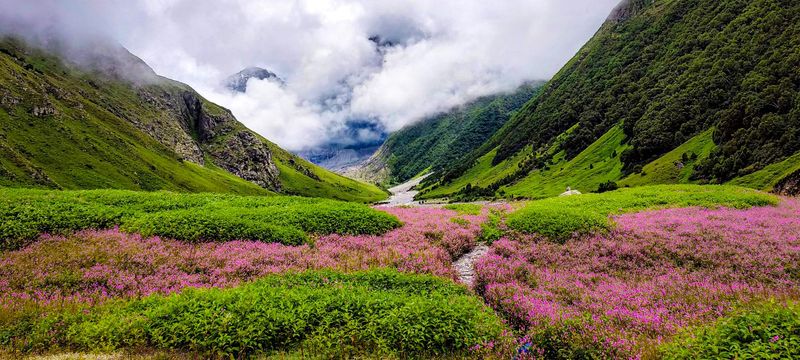 Valley of Flowers, India