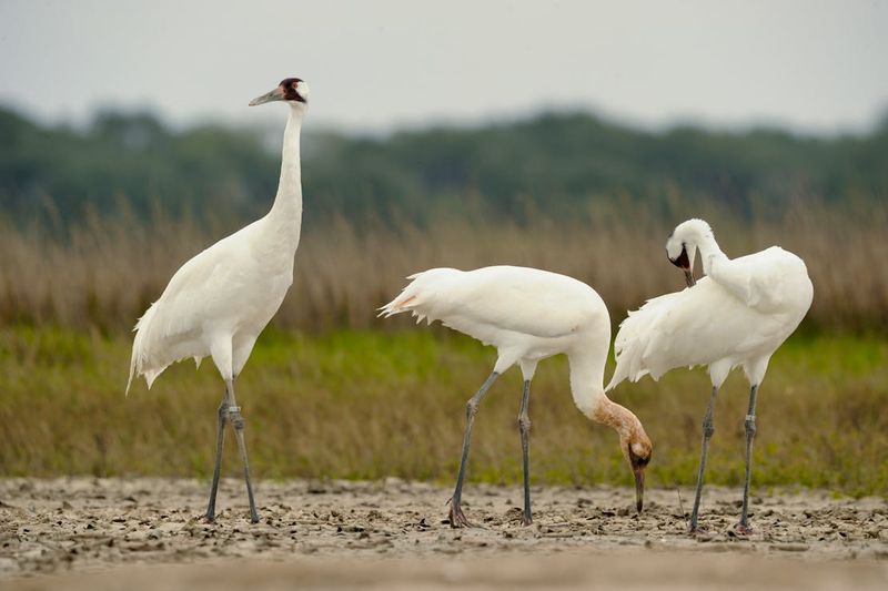 Aransas National Wildlife Refuge, Texas