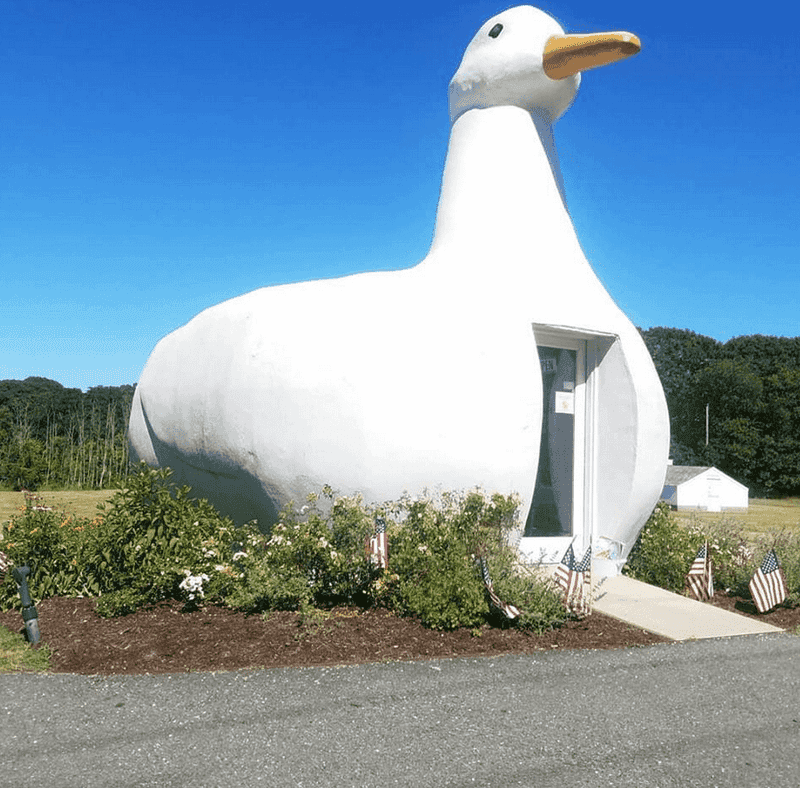 The Big Duck