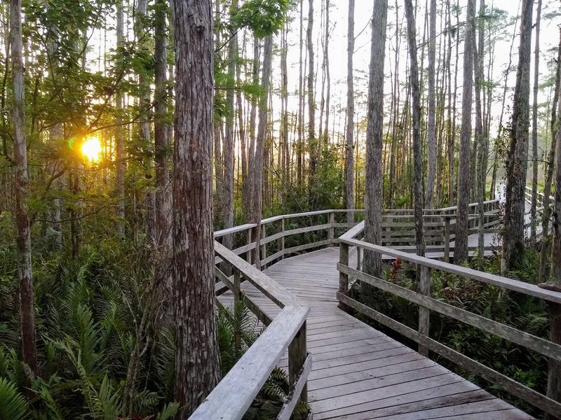 Corkscrew Swamp Sanctuary, Florida