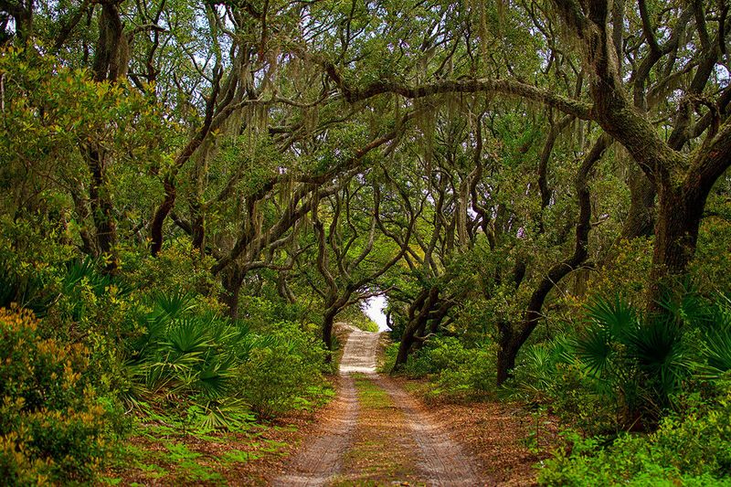 Cumberland Island, Georgia