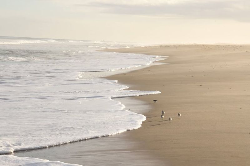 Assateague Island, Maryland/Virginia