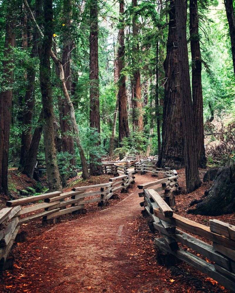 Big Sur Redwoods