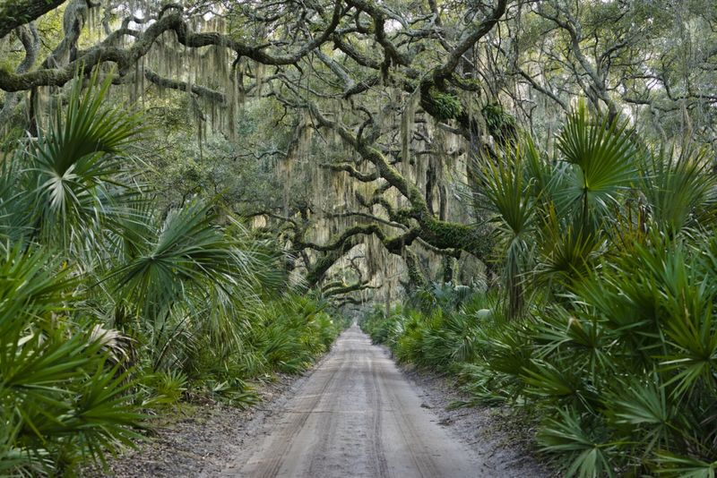 Cumberland Island, Georgia