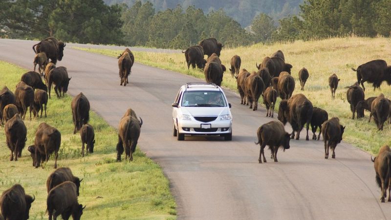 Wildlife Loop Road