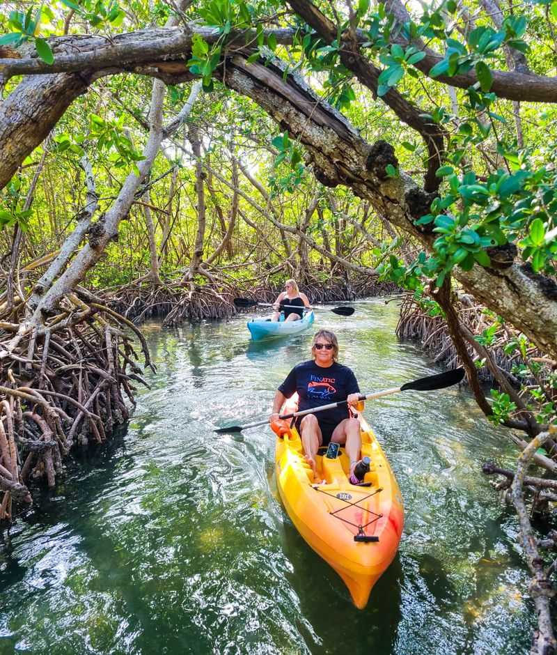 Kayaking in the Mangroves