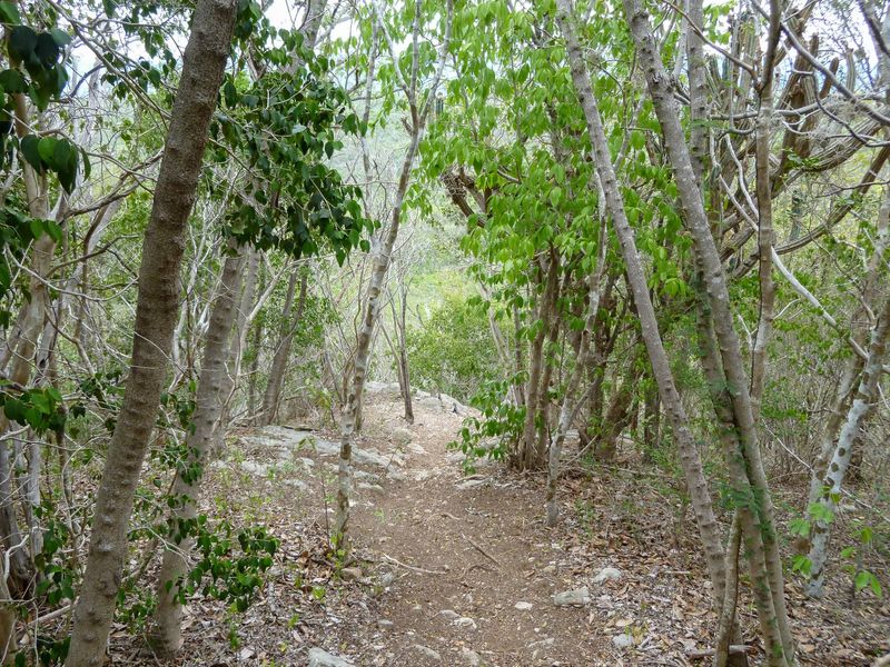 Hike the Guánica Dry Forest