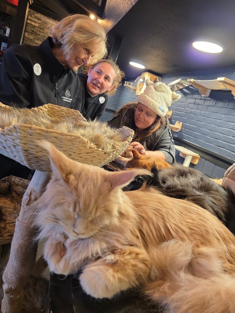 A Standard-Setting Cat Cafe Experience