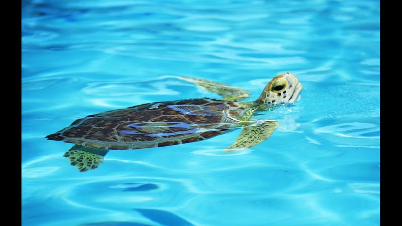 The Turtle Hospital - Marathon, FL