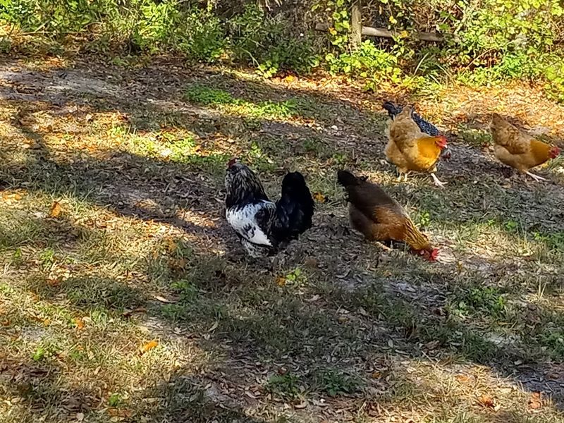 Farm Fresh Living Without The Farm Work