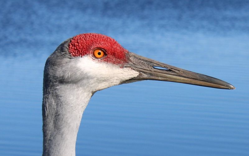 Photography Opportunities Capture Crane Behavior