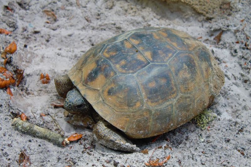 Wildlife Encounters Around Every Bend