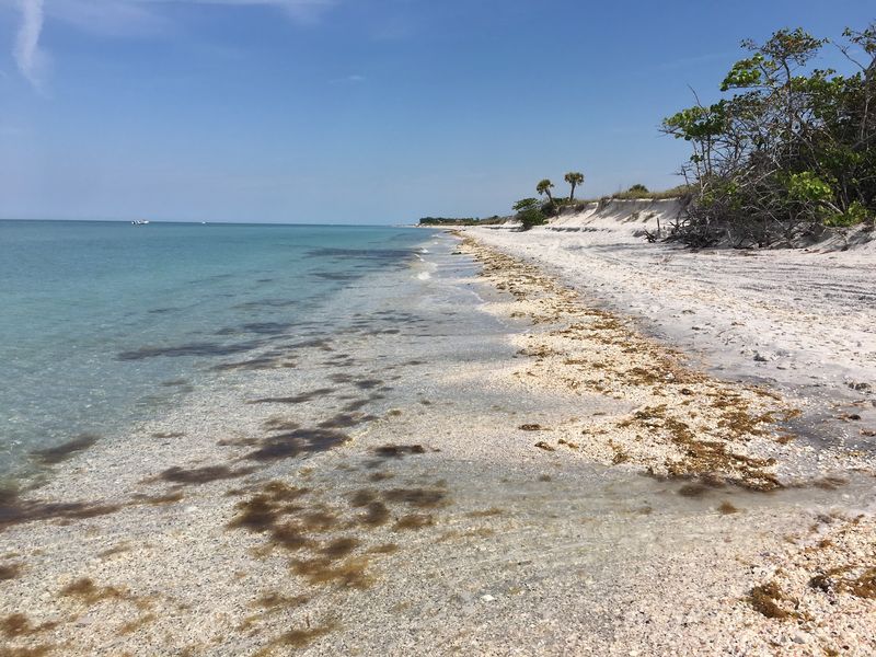 Shell Hunting and Shark Teeth Treasures