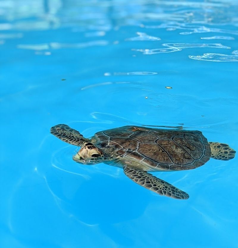 Turtle Hospital (Marathon)