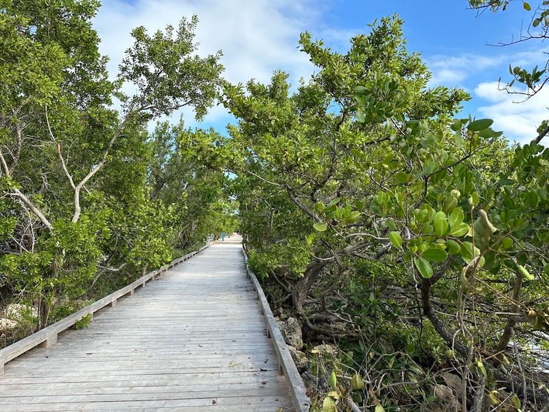 Mangrove Trail / Jetty Trail (Biscayne National Park)