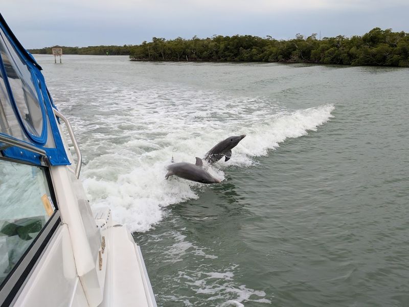 Dolphins in the Wild: What to Expect on the Water