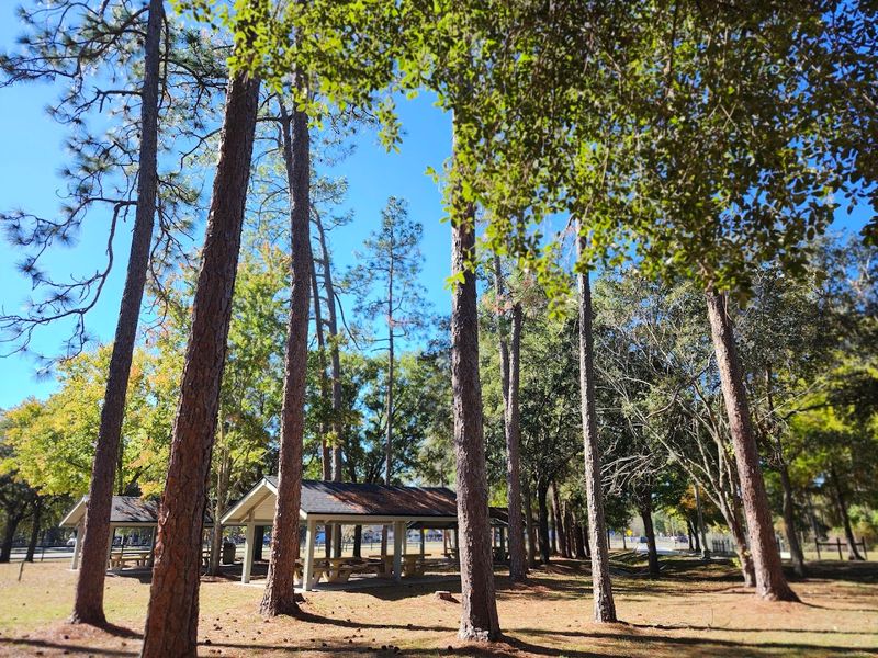 Free Dispersed Camping Sites Scattered Throughout The Forest