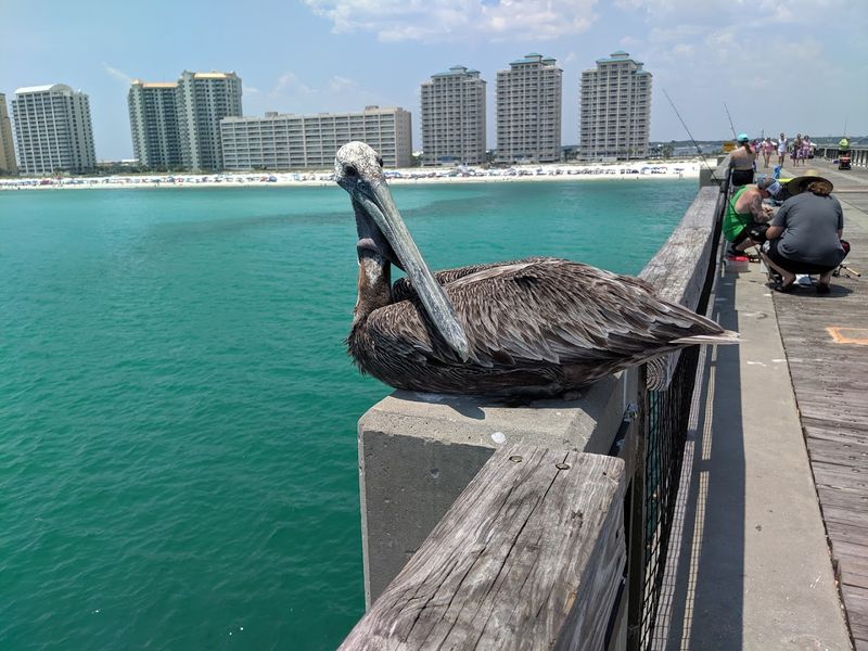 Wildlife Watching From Above