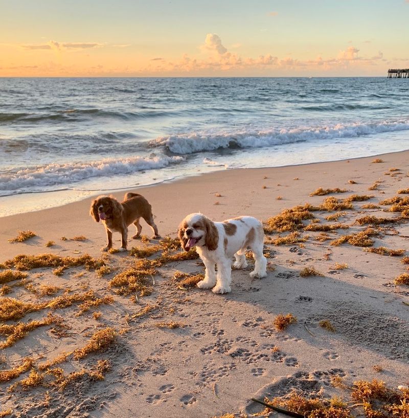 Jupiter Dog Beach (Jupiter)