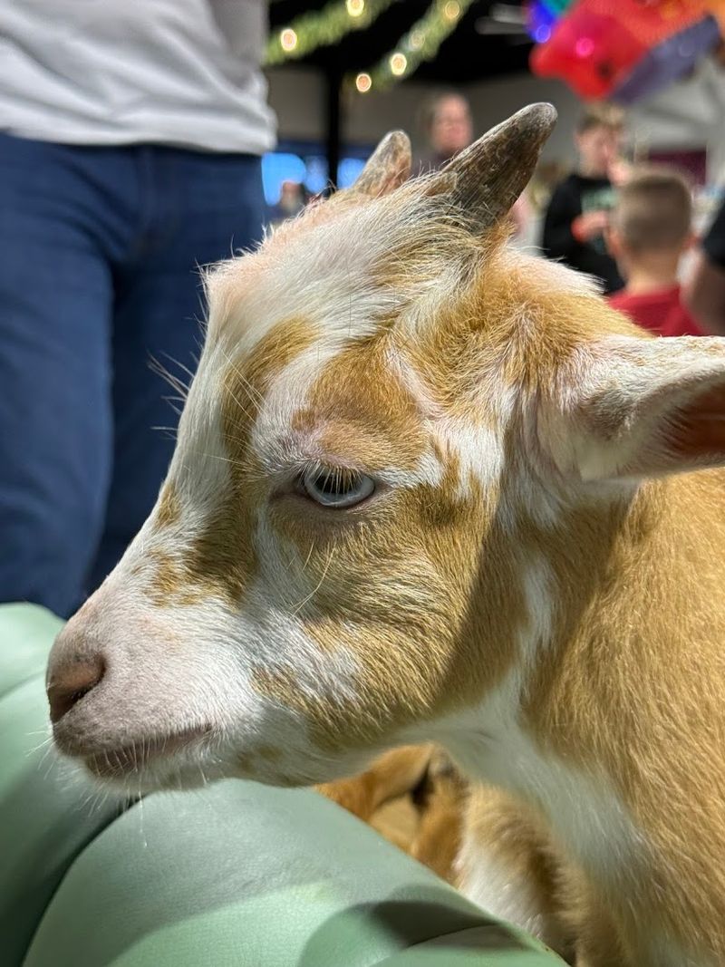 Roaming Friends: Goats, Turtles, And Surprise Companions