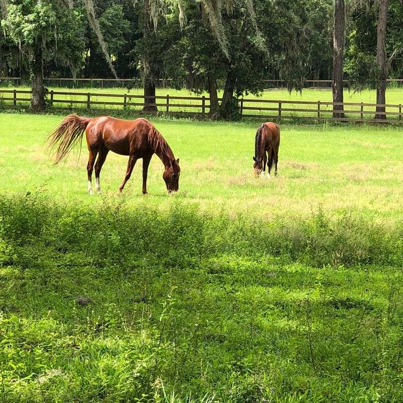 Living the Ocala Lifestyle on a Budget