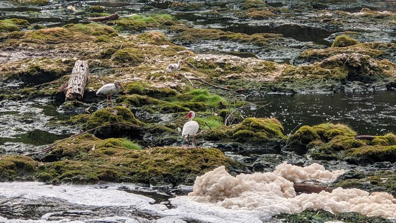 Wildlife Watching Opportunities