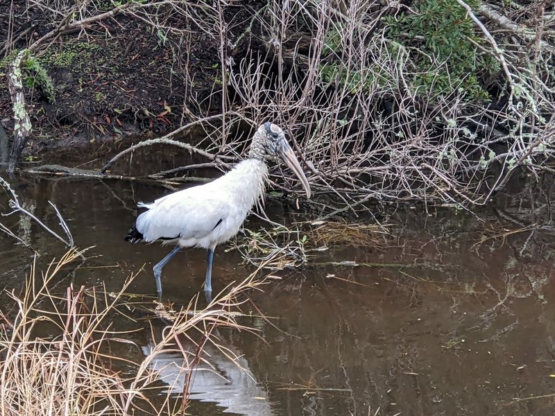 Wildlife Encounters That Don't Require a Zoo