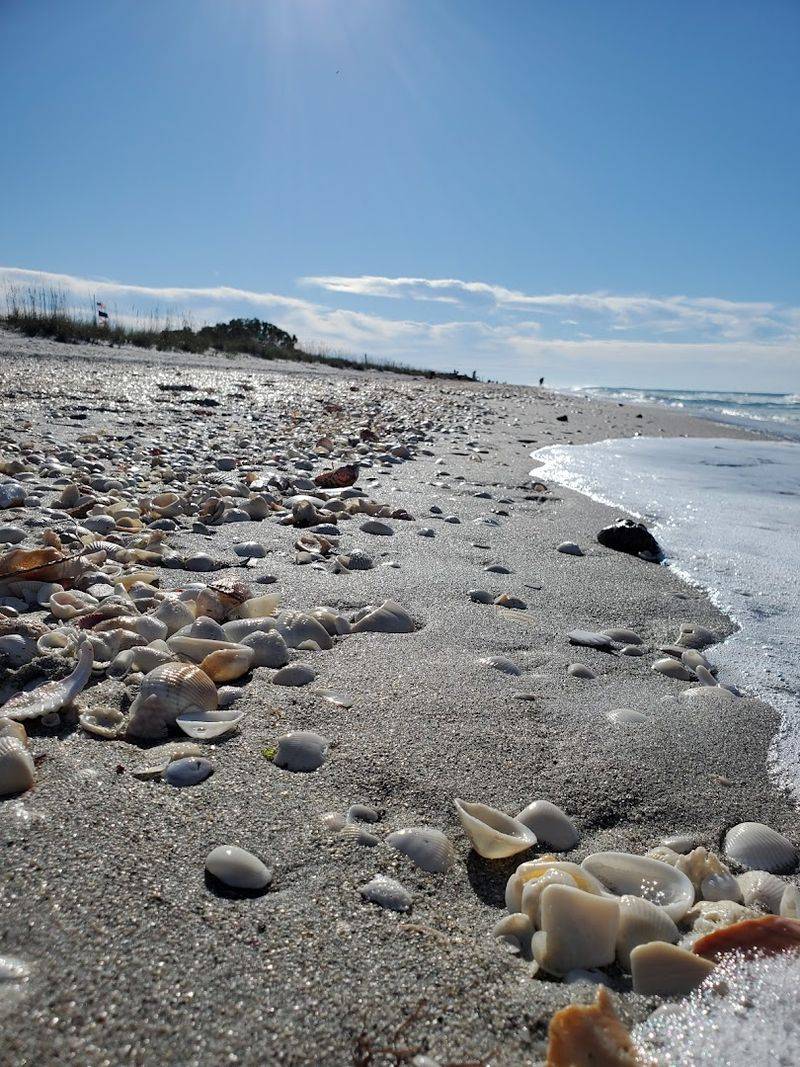The Shark Tooth Bonanza That Makes This Beach Famous