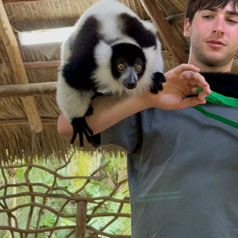 Hand-Feed Lemurs Who Jump Right Onto Your Shoulders