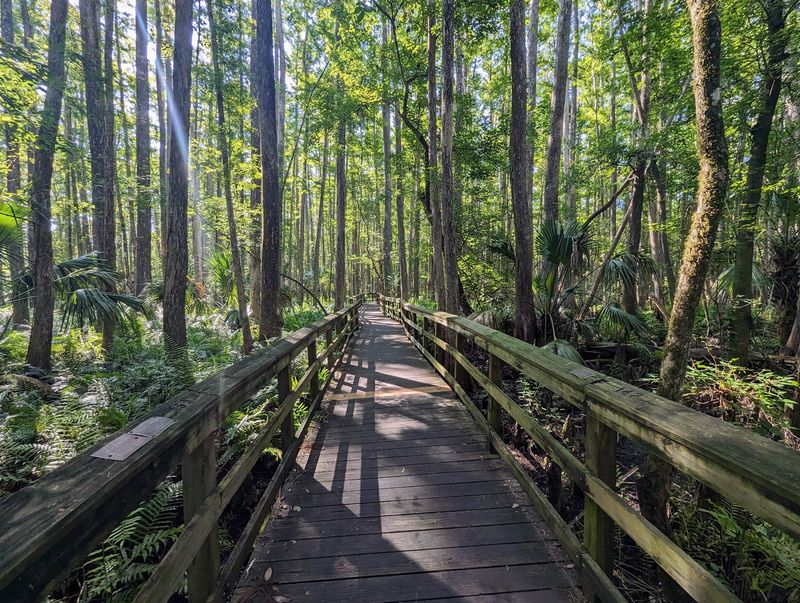 Walk Above An Alligator-Filled Cypress Swamp At Highlands Hammock (Sebring)