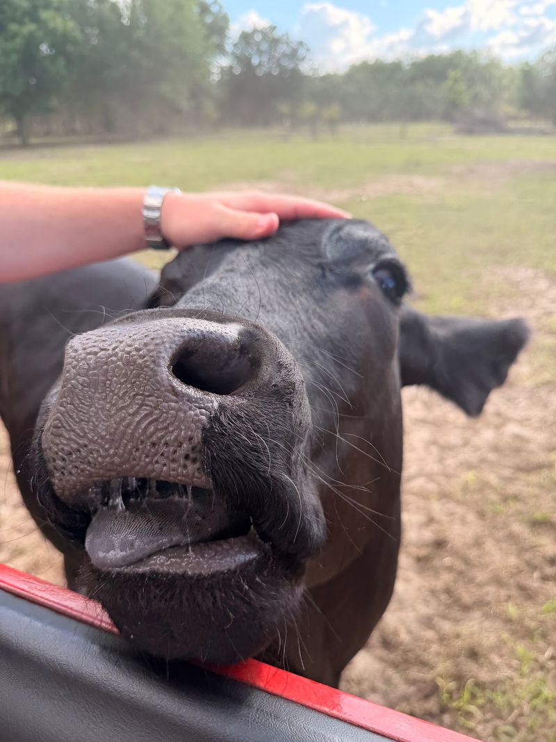 Whispering Oaks Miniature Ranch (Clermont)