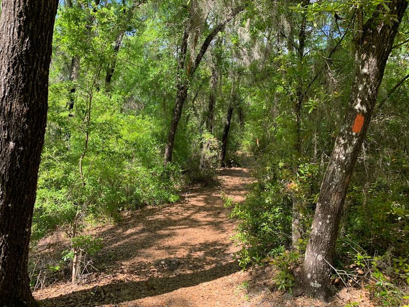 Ridge Trail at Mike Roess Gold Head Branch State Park