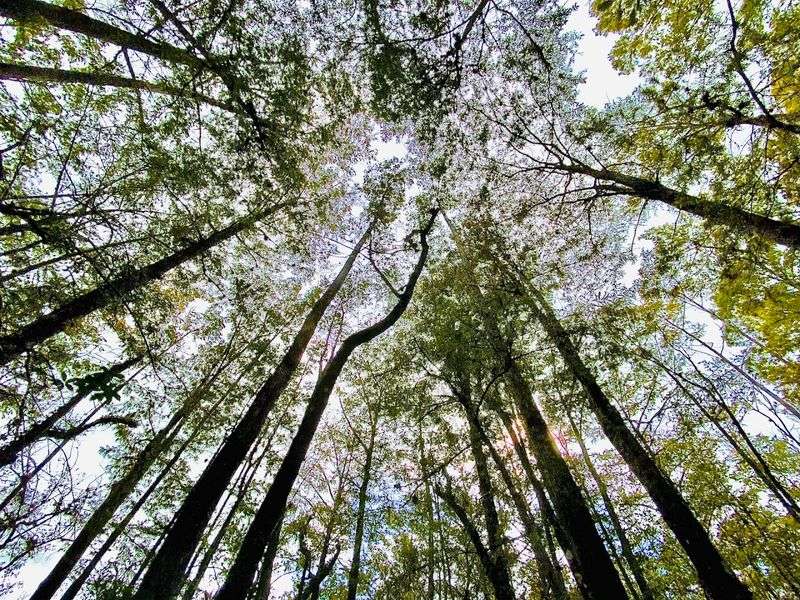 Conservation Success Story