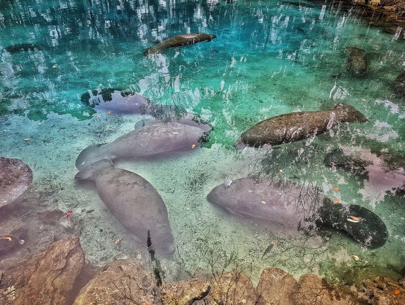 Manatee Behavior: Understanding Your Neighbors