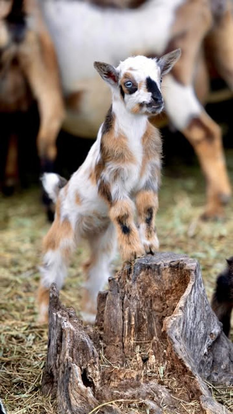 Pumpkin Carving With Goats: Fall Shenanigans
