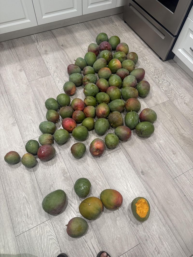 Vendors Offer Mango Products and Growing Supplies