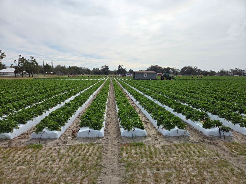 U-Pick Fields Add Adventure to Your Visit