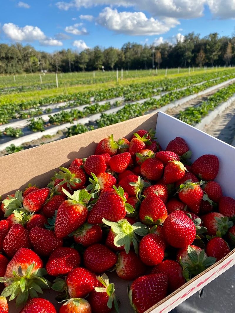 Pappy's Patch U-Pick Strawberries, Oviedo