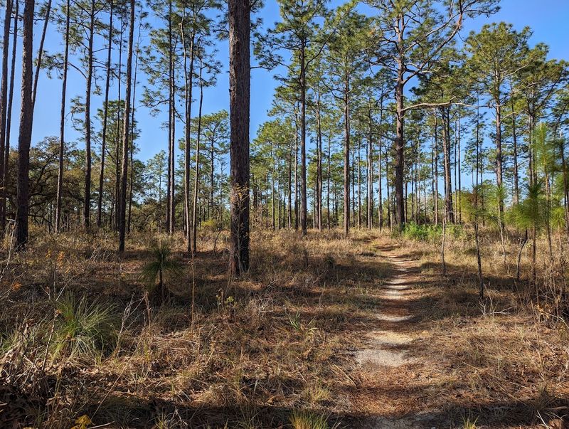 Florida Trail (Ocala National Forest Section)