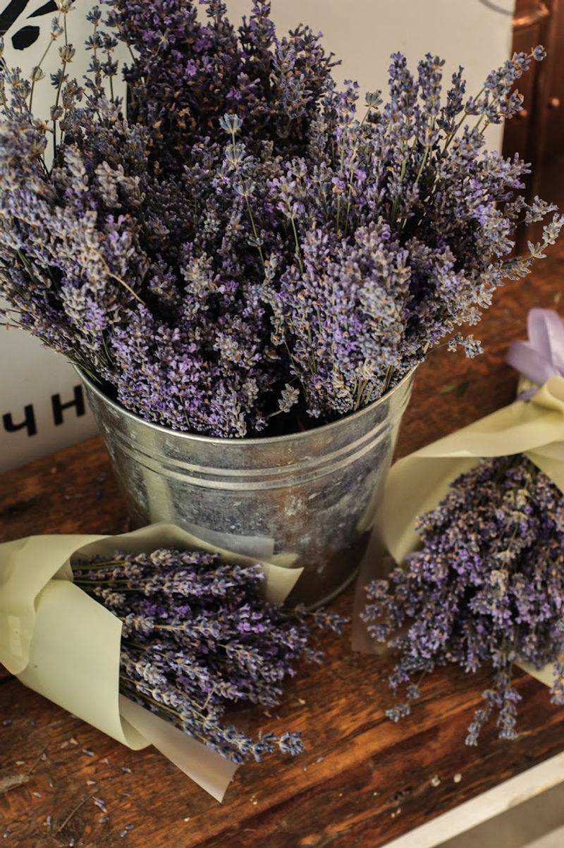 Sweetwater Lavender Farm / SLF Lavender (Altha)