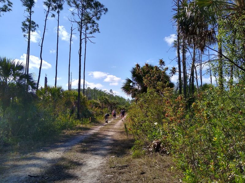 Florida National Scenic Trail Through Big Cypress (Ochopee)