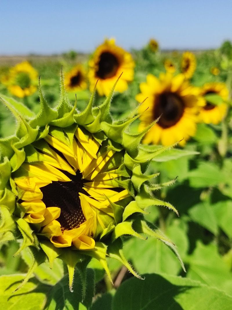 Southern Hill Farms (Clermont)