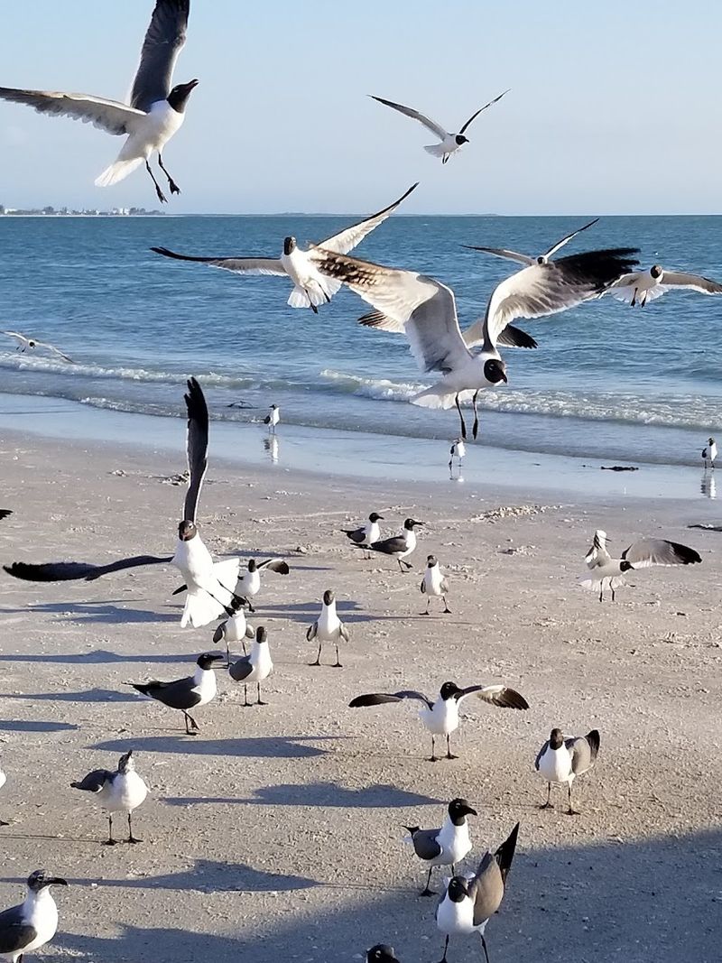 Shell Collecting Without The Crowds
